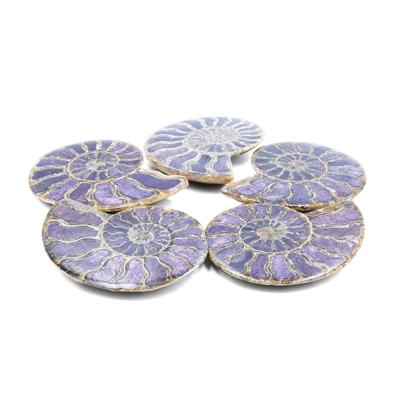 Starborn Ammonite Half with Purpurite Inlay Cabochon 56 - 60 mm, 1 Piece