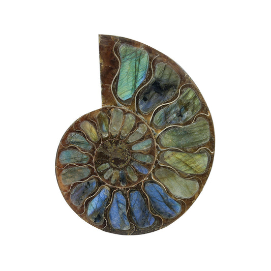 Starborn Half Ammonite with Labradorite Inlay Cabochon 52 - 55 mm, 1 Piece