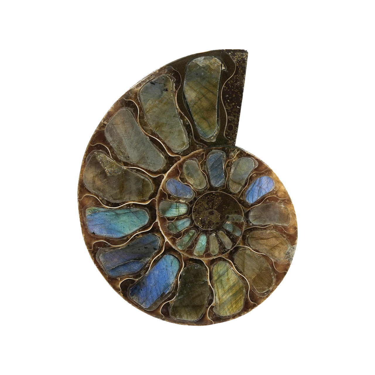 Starborn Half Ammonite with Labradorite Inlay Cabochon 52 - 55 mm, 1 Piece