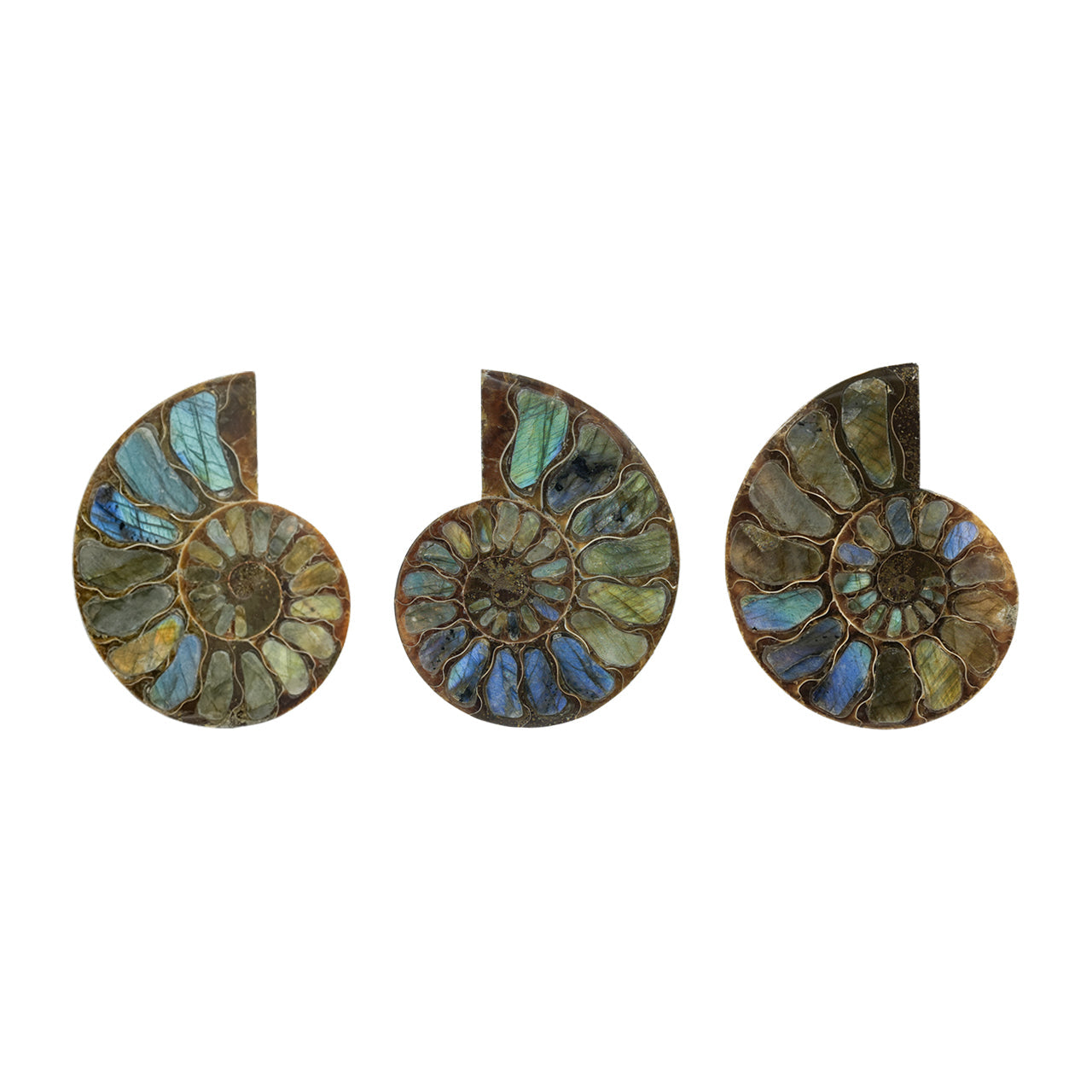 Starborn Half Ammonite with Labradorite Inlay Cabochon 52 - 55 mm, 1 Piece