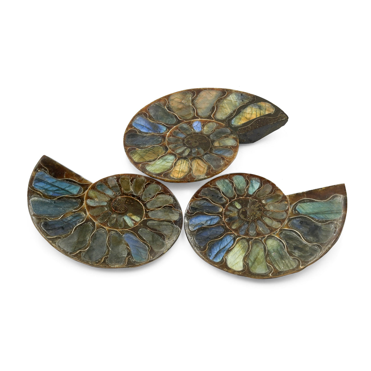 Starborn Half Ammonite with Labradorite Inlay Cabochon 52 - 55 mm, 1 Piece