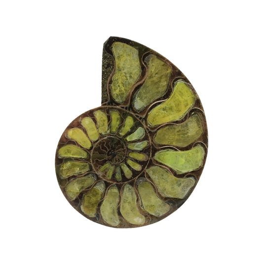Starborn Half Ammonite with Brucite Inlay Cabochon 58 - 62 mm, 1 Piece