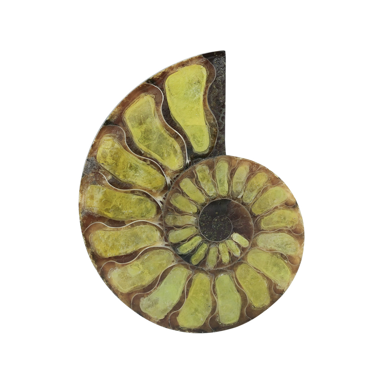 Starborn Half Ammonite with Brucite Inlay Cabochon 58 - 62 mm, 1 Piece