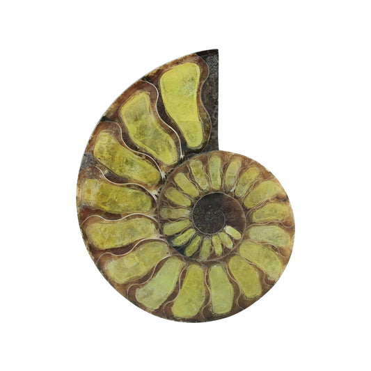 Starborn Half Ammonite with Brucite Inlay Cabochon 58 - 62 mm, 1 Piece