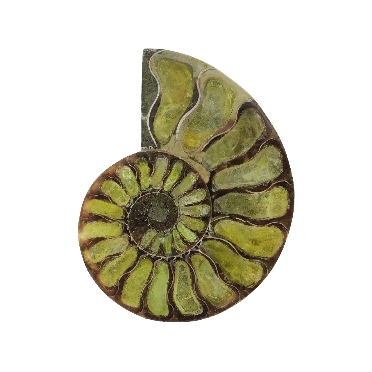 Starborn Half Ammonite with Brucite Inlay Cabochon 58 - 62 mm, 1 Piece