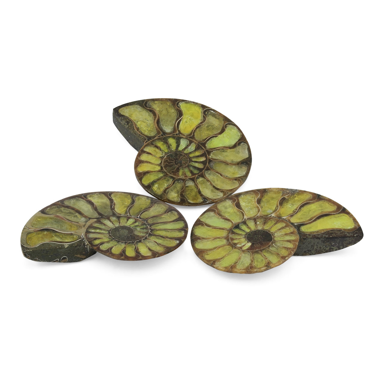Starborn Half Ammonite with Brucite Inlay Cabochon 58 - 62 mm, 1 Piece