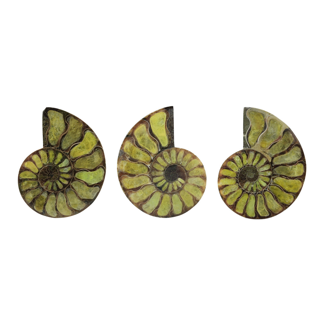 Starborn Half Ammonite with Brucite Inlay Cabochon 58 - 62 mm, 1 Piece