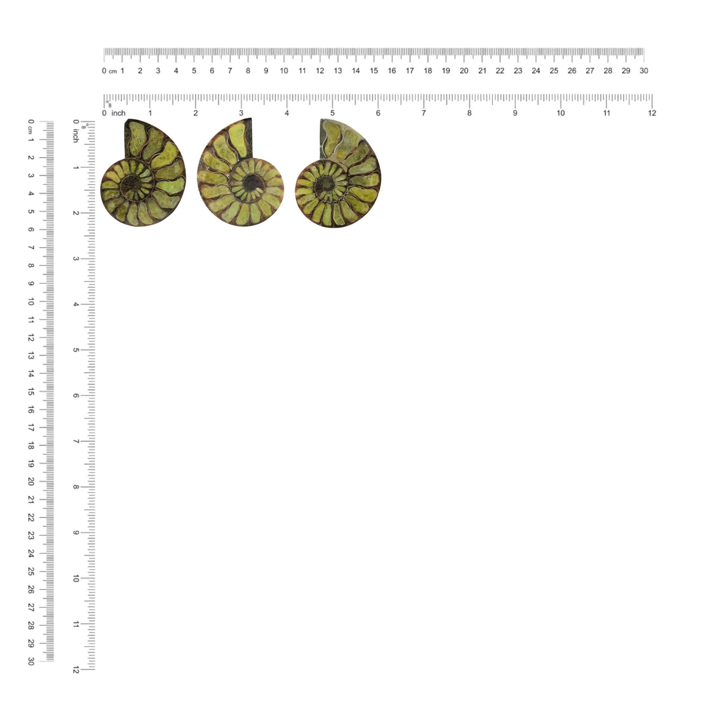 Starborn Half Ammonite with Brucite Inlay Cabochon 58 - 62 mm, 1 Piece
