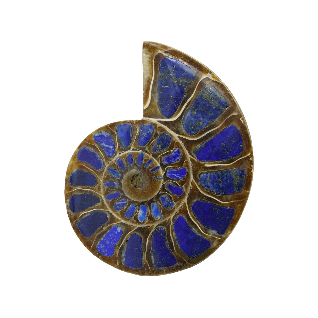 Starborn Half Ammonite with Lapis Lazuli Inlay Cabochon 58 - 62 mm, 1 Piece