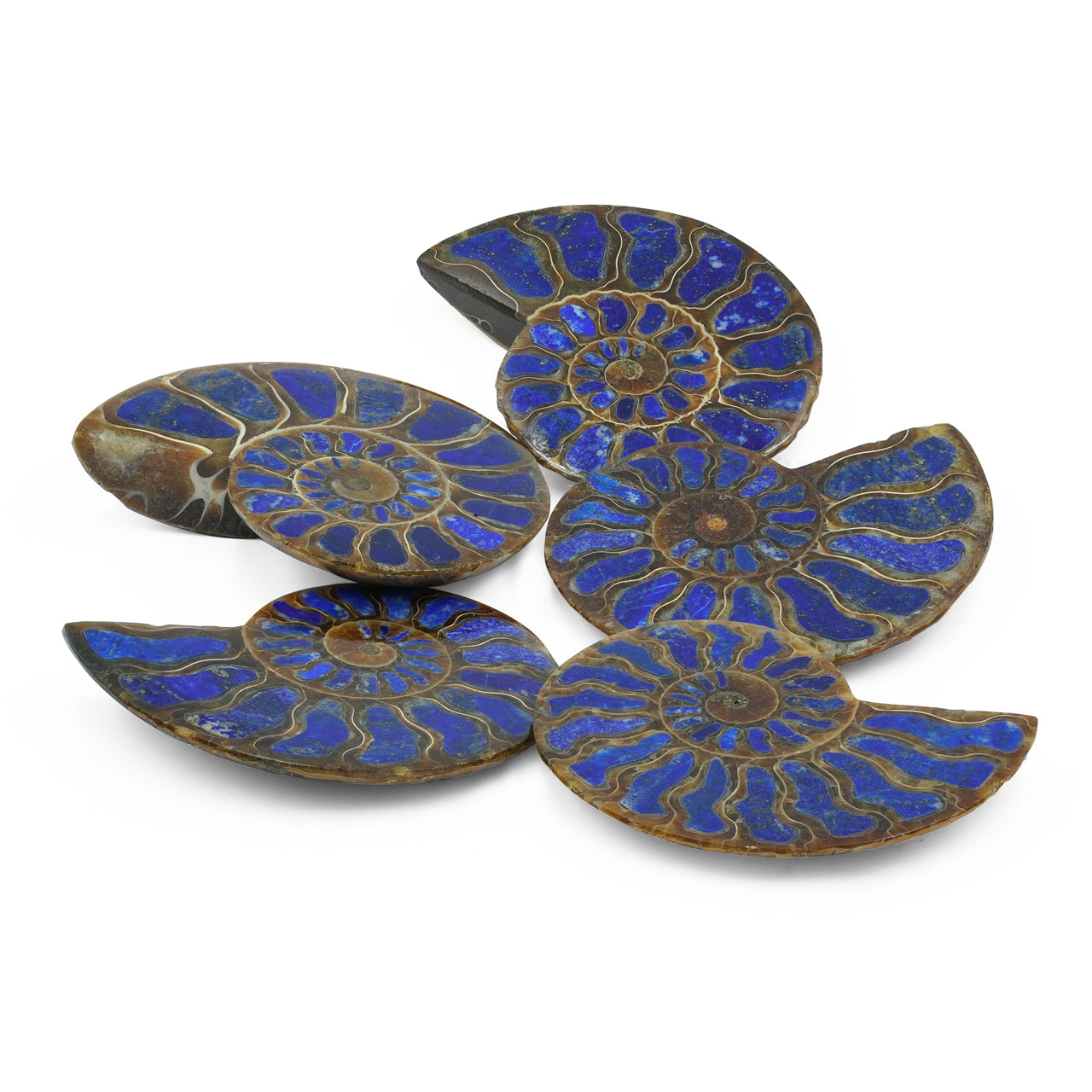 Starborn Half Ammonite with Lapis Lazuli Inlay Cabochon 58 - 62 mm, 1 Piece