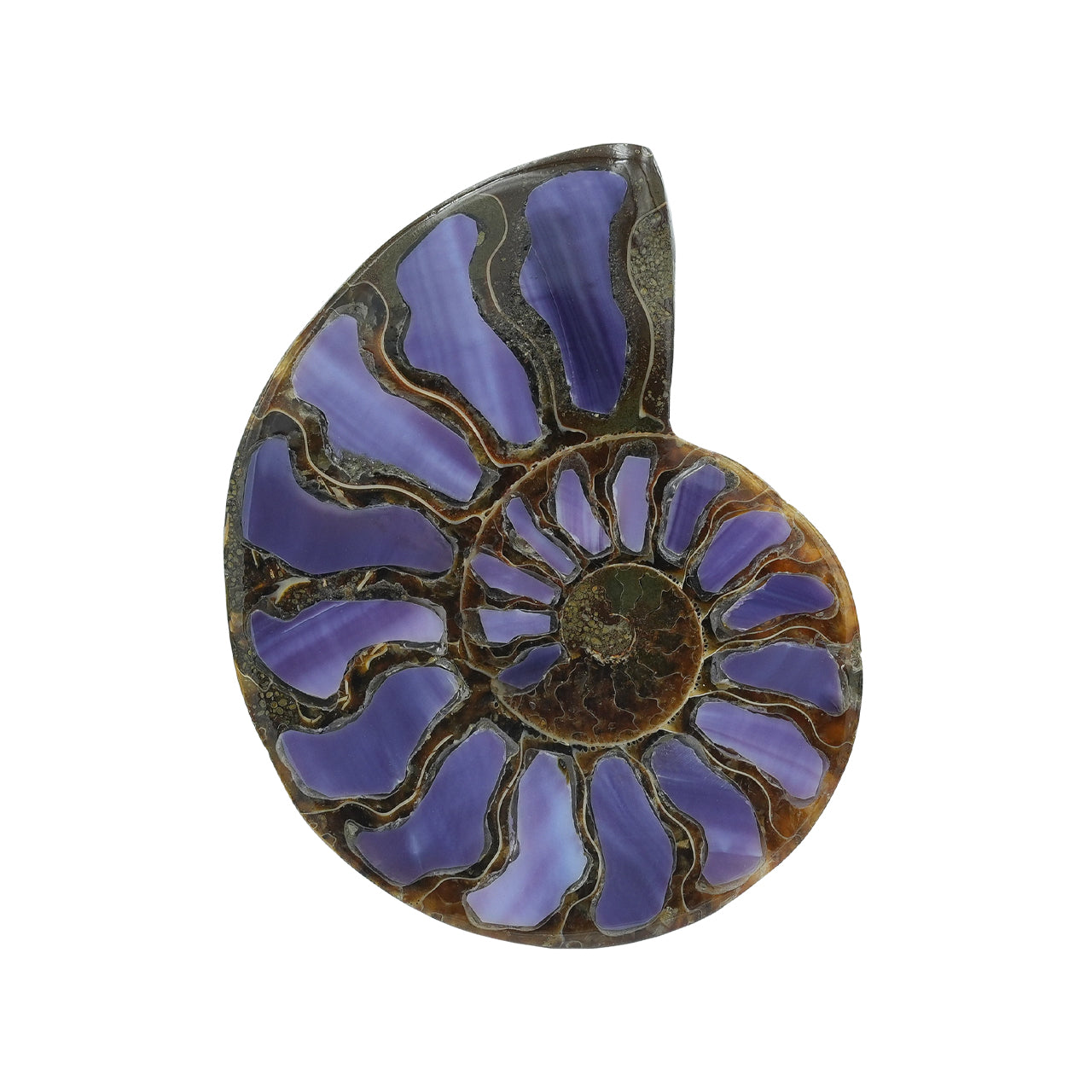 Starborn Half Ammonite with Purple Shell Inlay Cabochon 58 - 62 mm, 1 Piece