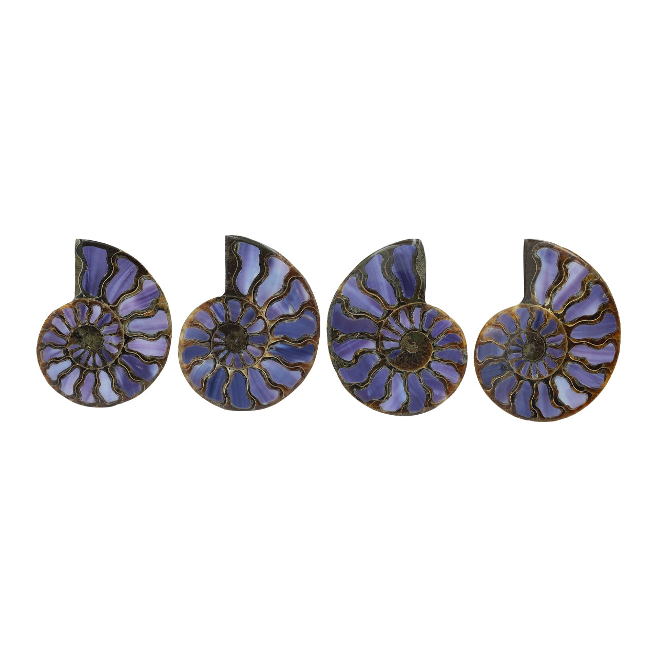 Starborn Half Ammonite with Purple Shell Inlay Cabochon 58 - 62 mm, 1 Piece