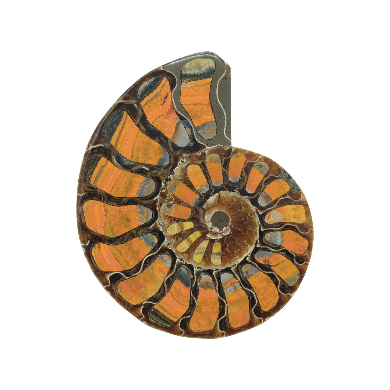 Starborn Half Ammonite with Bumblebee Jasper Inlay Cabochon 56 - 60 mm, 1 Piece