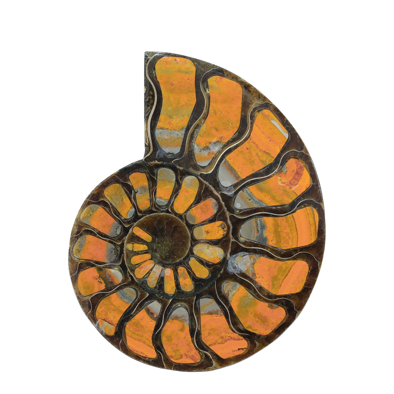 Starborn Half Ammonite with Bumblebee Jasper Inlay Cabochon 56 - 60 mm, 1 Piece