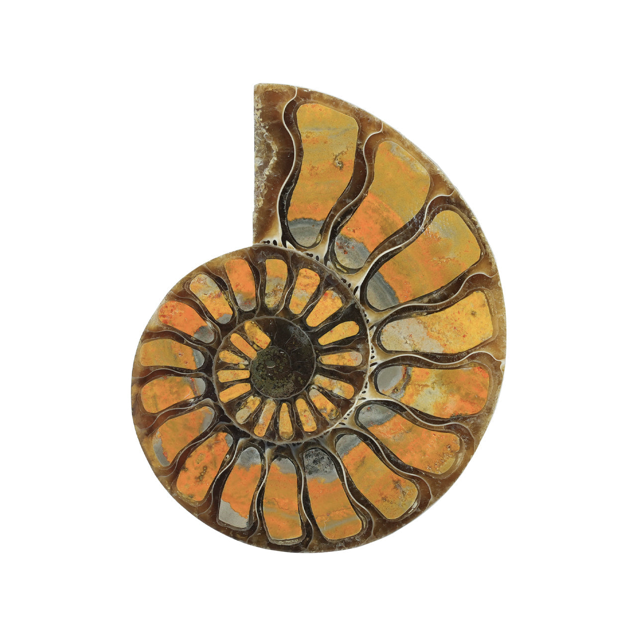 Starborn Half Ammonite with Bumblebee Jasper Inlay Cabochon 56 - 60 mm, 1 Piece
