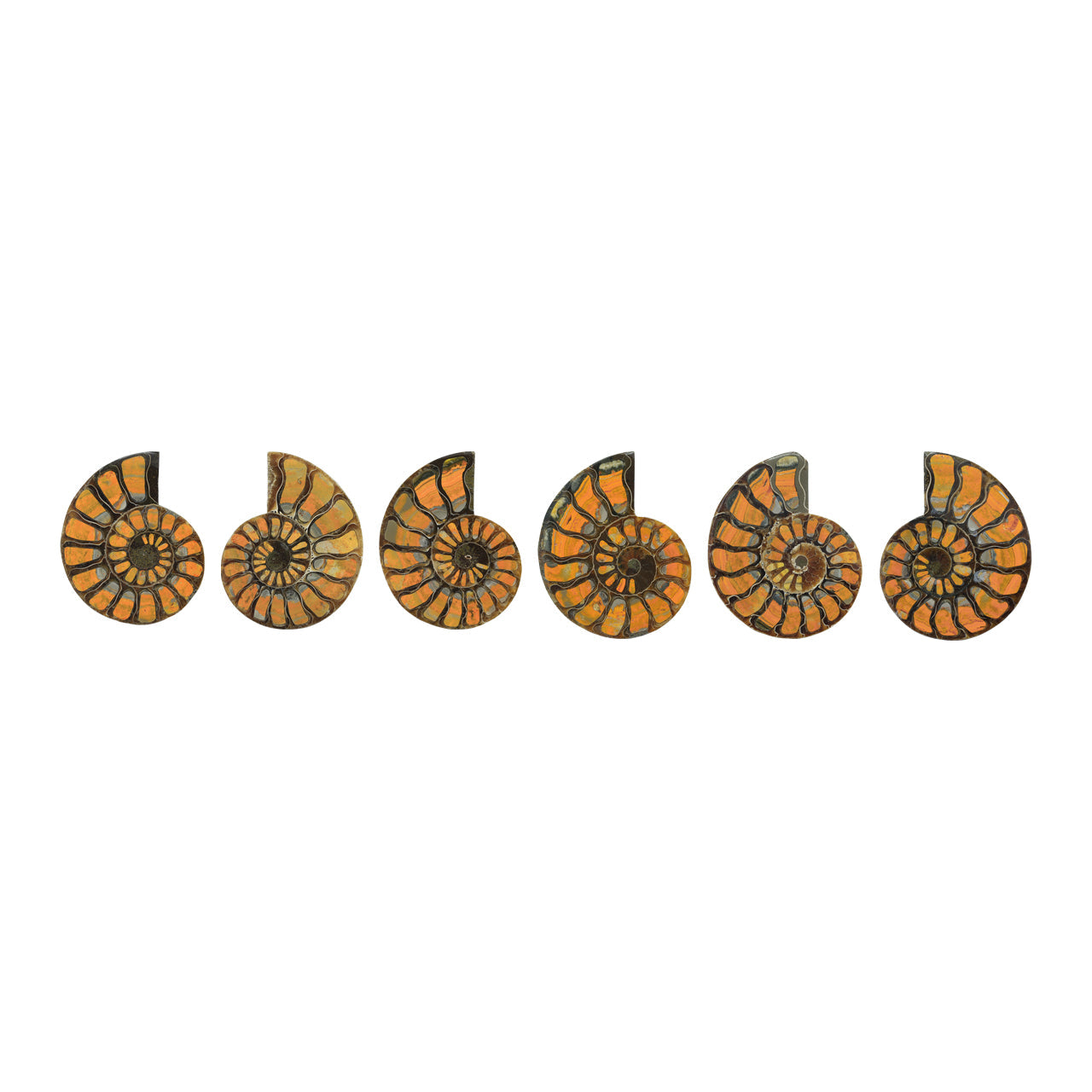 Starborn Half Ammonite with Bumblebee Jasper Inlay Cabochon 56 - 60 mm, 1 Piece