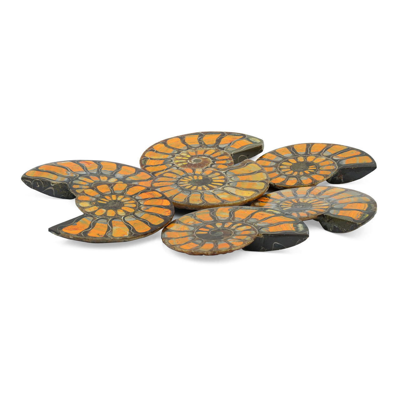 Starborn Half Ammonite with Bumblebee Jasper Inlay Cabochon 56 - 60 mm, 1 Piece