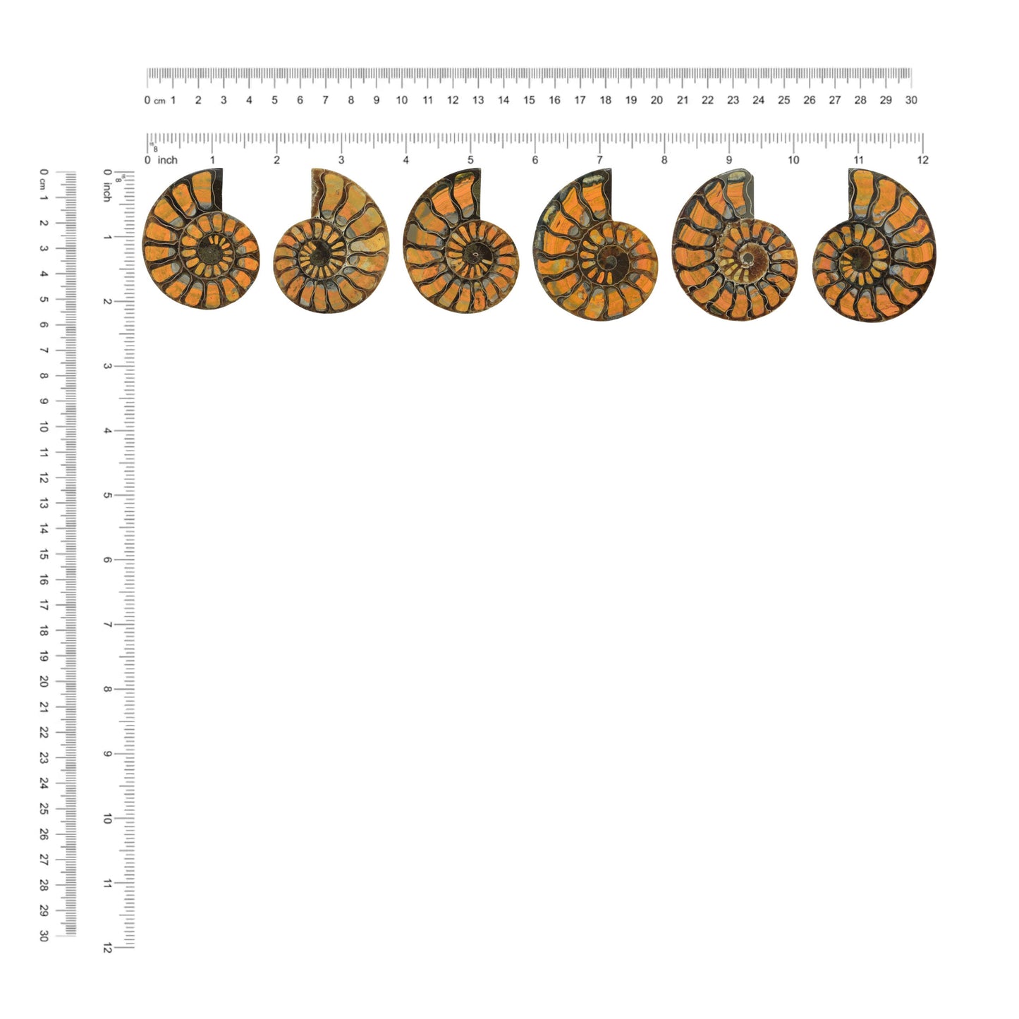 Starborn Half Ammonite with Bumblebee Jasper Inlay Cabochon 56 - 60 mm, 1 Piece