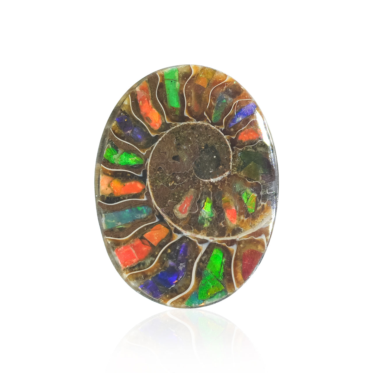 Starborn Ammonite with Ammolite Inlay Oval Cabochon 29 x 22 mm, 1 Piece