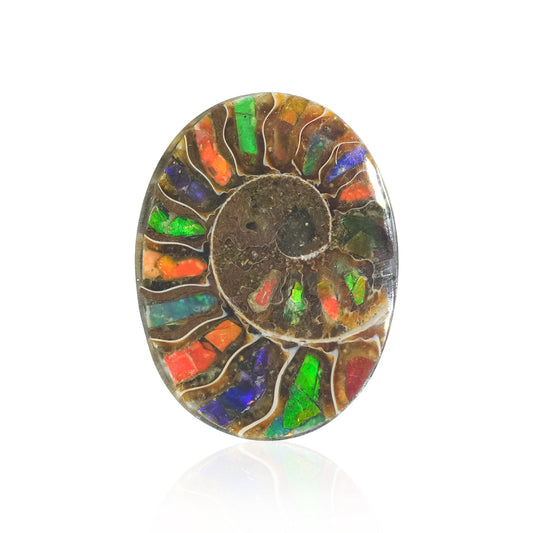 Starborn Ammonite with Ammolite Inlay Oval Cabochon 29 x 22 mm, 1 Piece