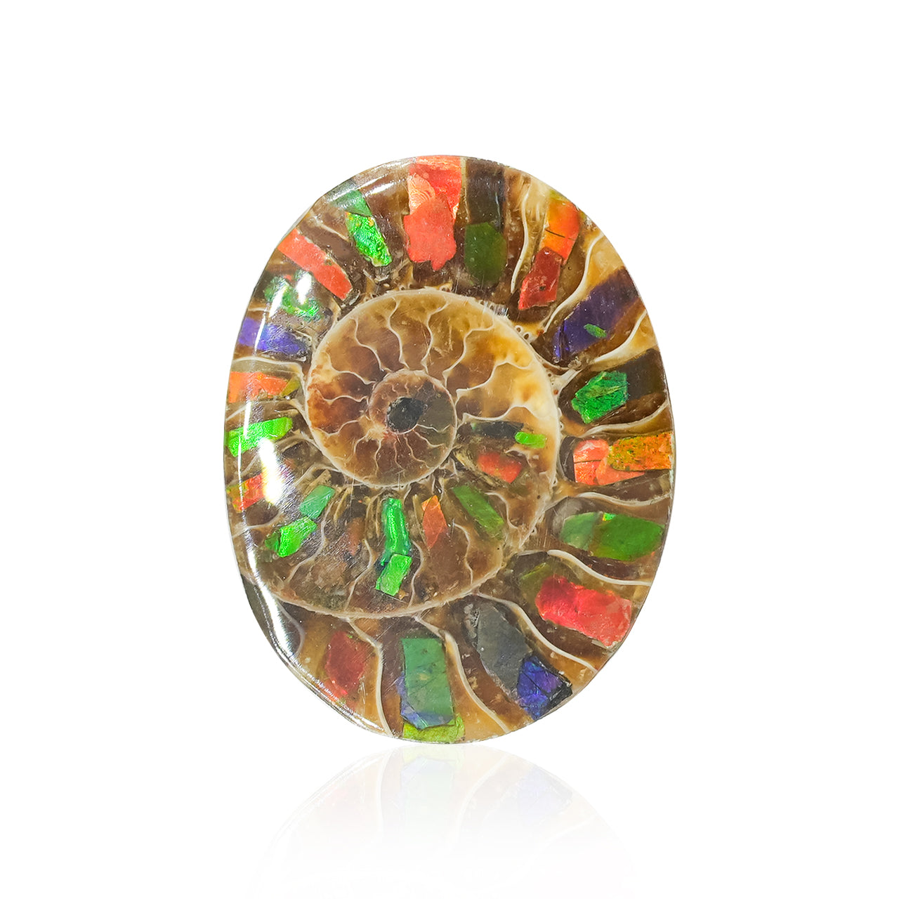 Starborn Ammonite with Ammolite Inlay Oval Cabochon 29 x 22 mm, 1 Piece