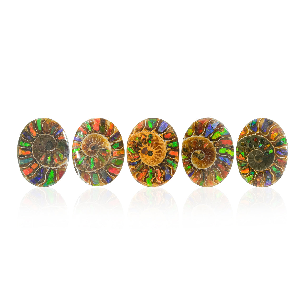 Starborn Ammonite with Ammolite Inlay Oval Cabochon 29 x 22 mm, 1 Piece