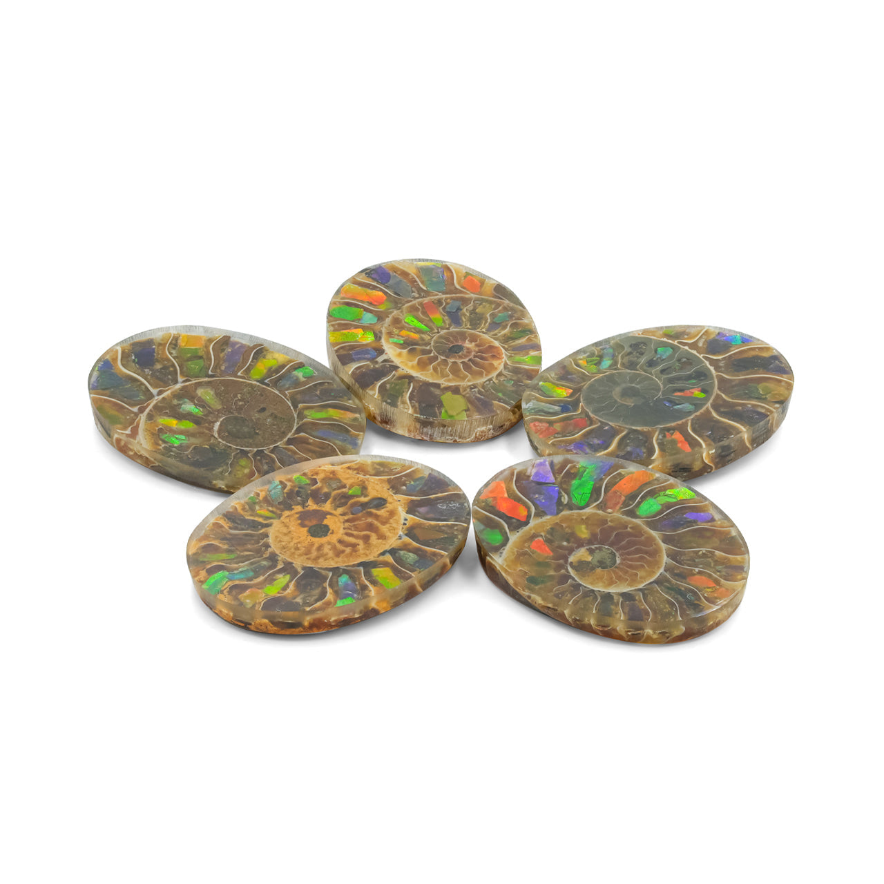 Starborn Ammonite with Ammolite Inlay Oval Cabochon 29 x 22 mm, 1 Piece