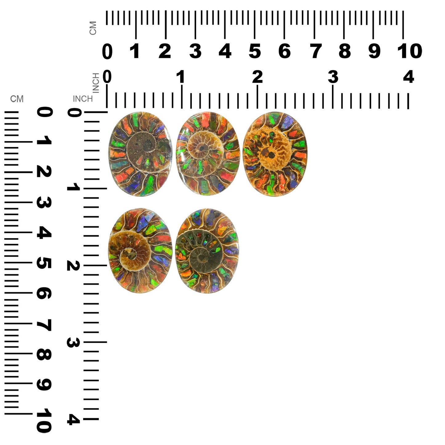 Starborn Ammonite with Ammolite Inlay Oval Cabochon 29 x 22 mm, 1 Piece