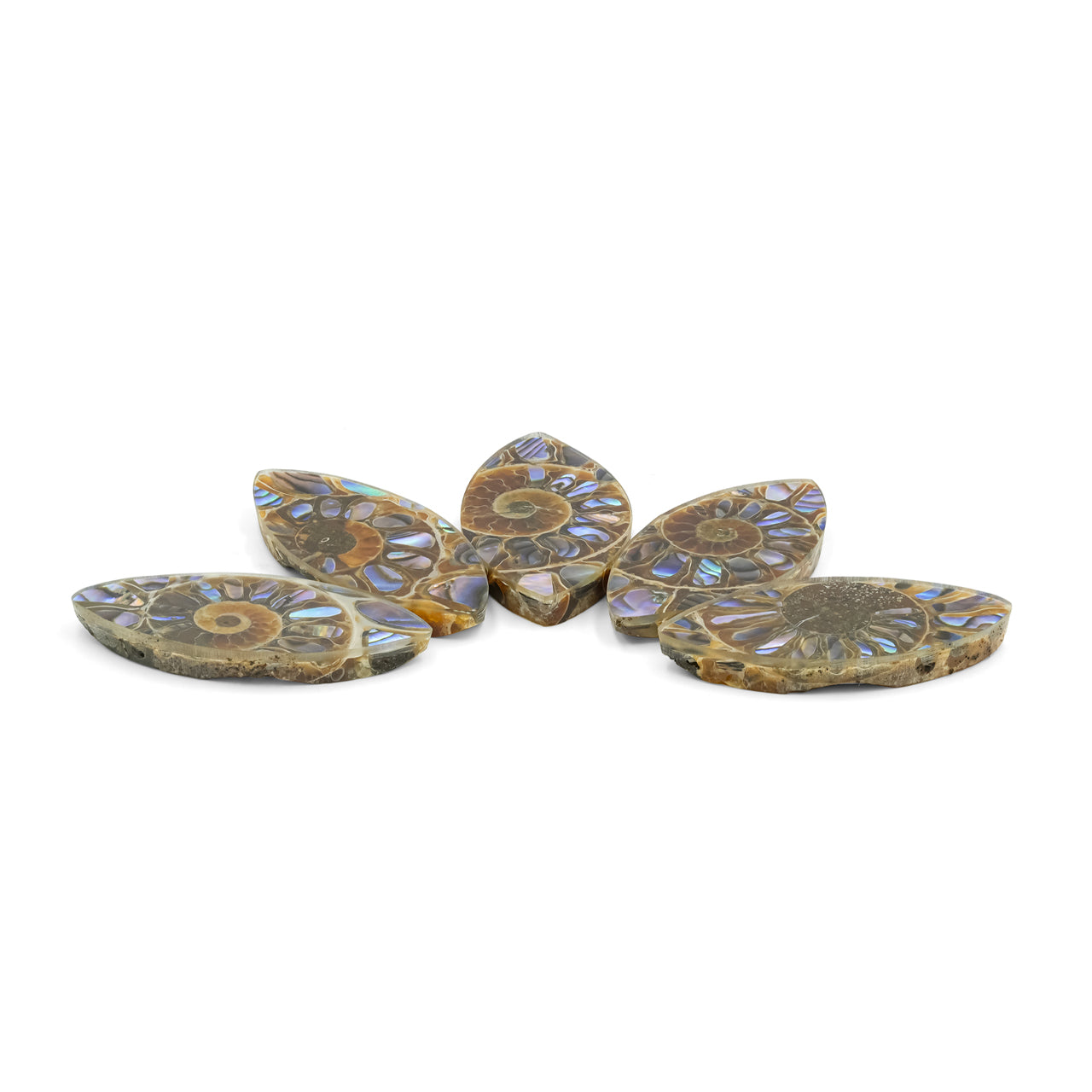 Starborn Ammonite with Abalone Shell Inlay 31 x 15 mm Marquise Cabochon - 1 Piece