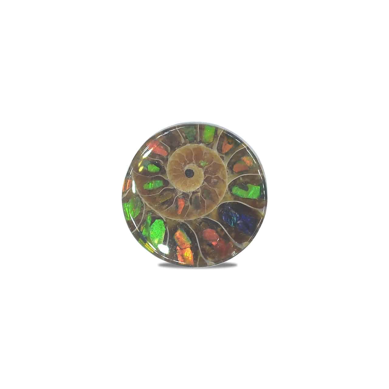Starborn Ammonite with Ammolite Inlay Round Cabochon (18-19mm) - 1 Piece