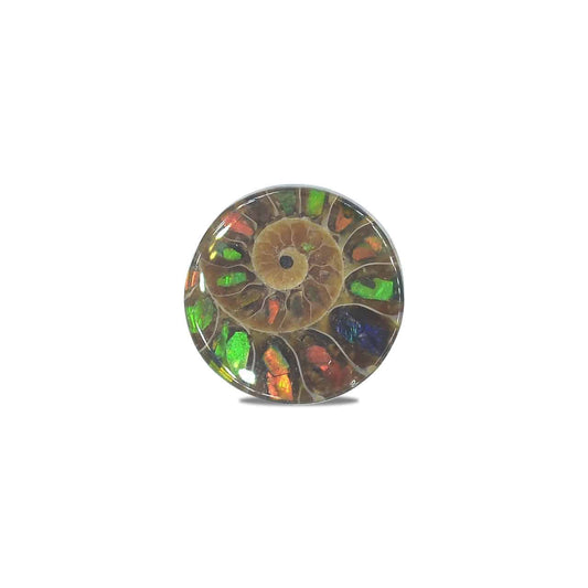 Starborn Ammonite with Ammolite Inlay Round Cabochon (18-19mm) - 1 Piece