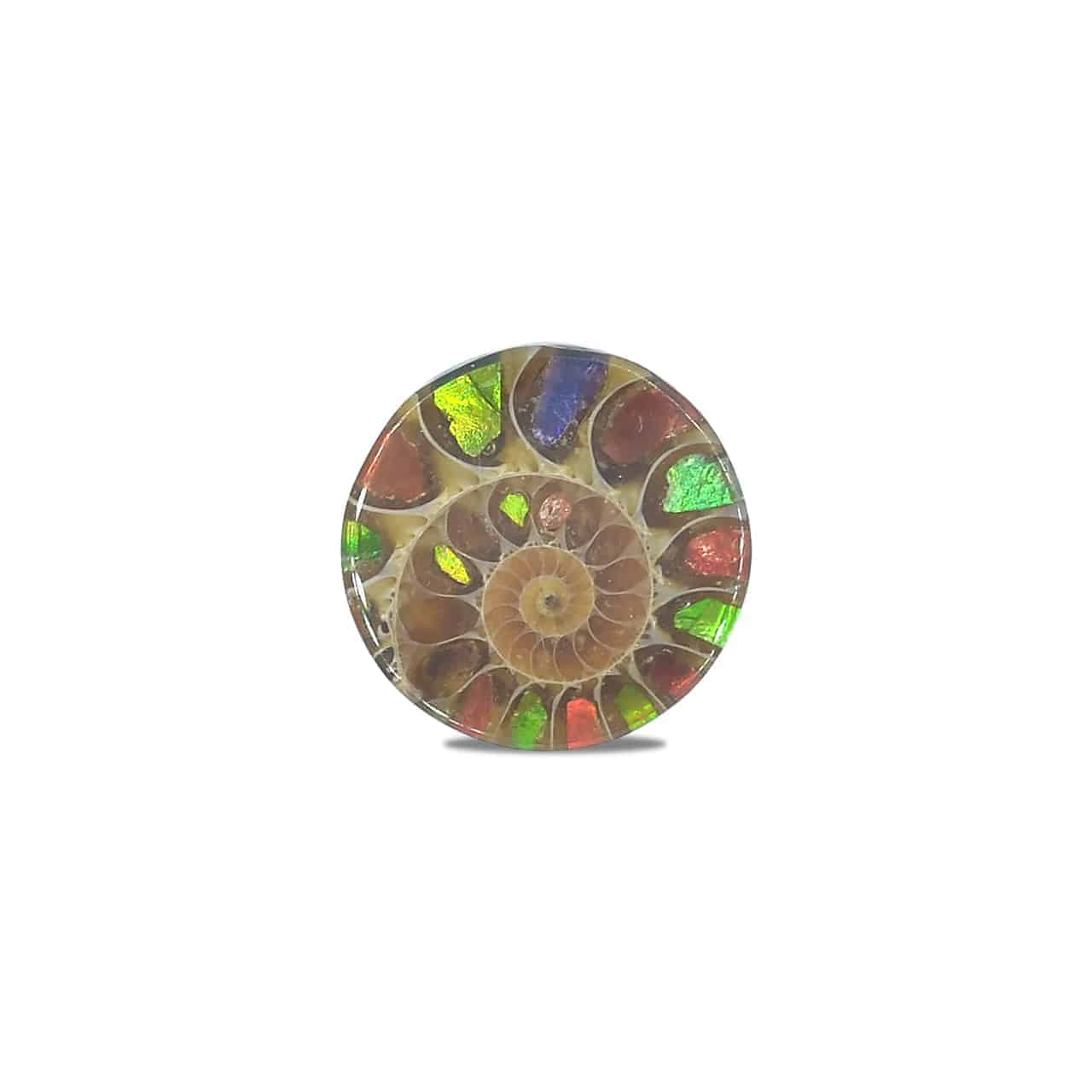 Starborn Ammonite with Ammolite Inlay Round Cabochon (18-19mm) - 1 Piece
