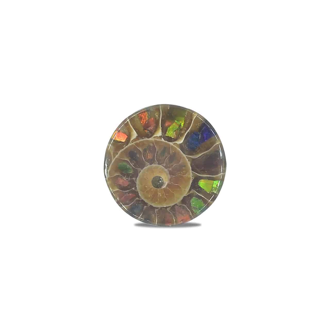 Starborn Ammonite with Ammolite Inlay Round Cabochon (18-19mm) - 1 Piece