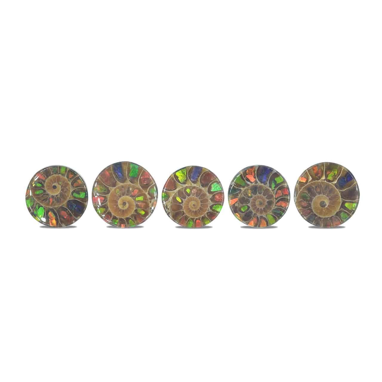 Starborn Ammonite with Ammolite Inlay Round Cabochon (18-19mm) - 1 Piece