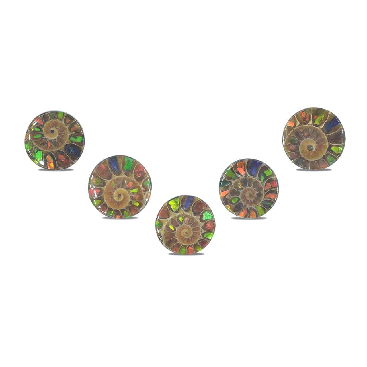 Starborn Ammonite with Ammolite Inlay Round Cabochon (18-19mm) - 1 Piece