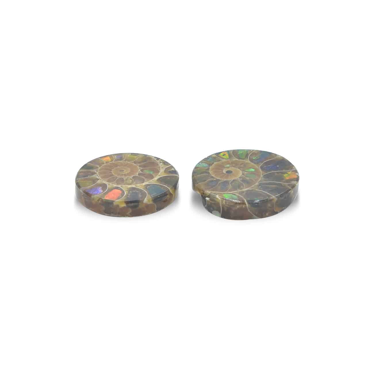 Starborn Ammonite with Ammolite Inlay Round Cabochon (18-19mm) - 1 Piece