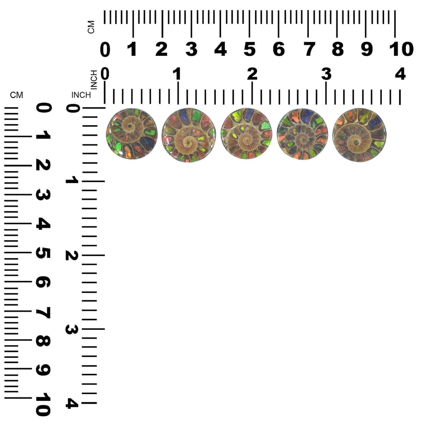 Starborn Ammonite with Ammolite Inlay Round Cabochon (18-19mm) - 1 Piece