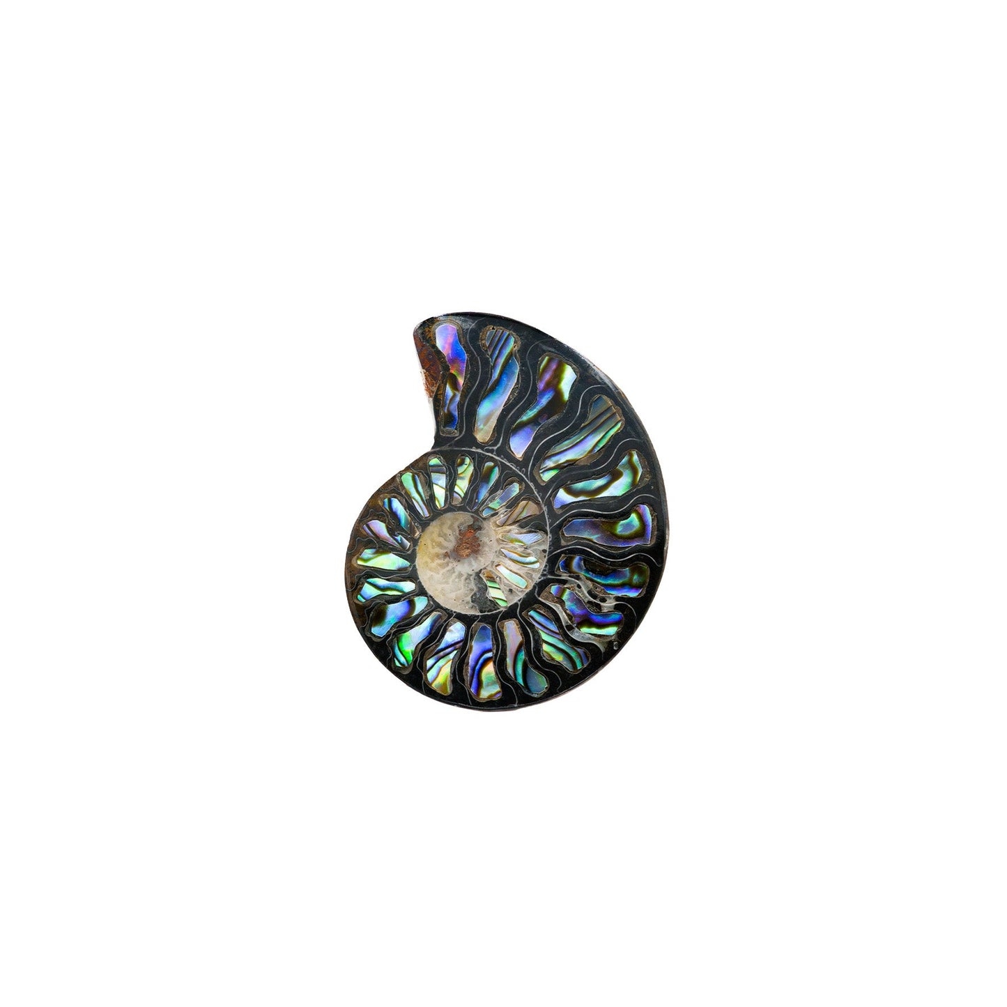 Starborn Ammonite Half with Abalone Inlay Cabochon 45-48mm - 1 Piece