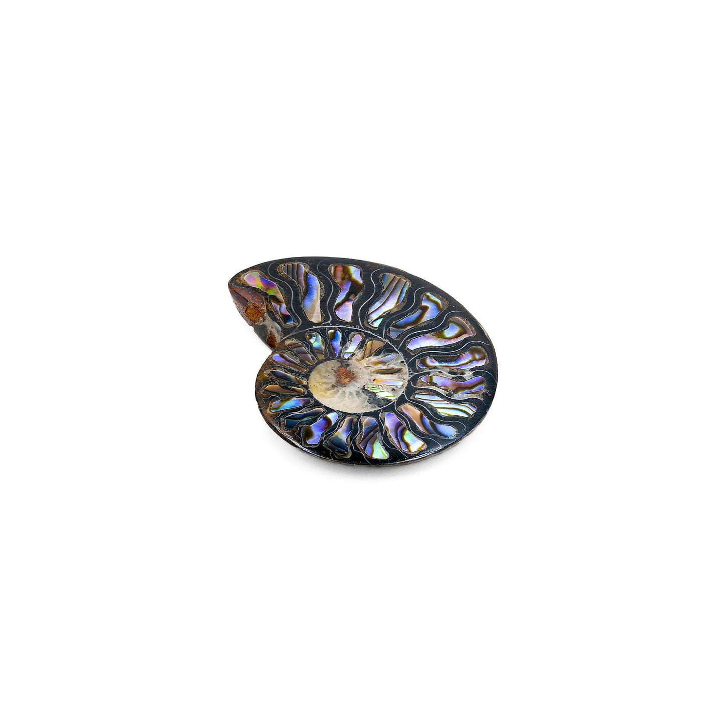 Starborn Ammonite Half with Abalone Inlay Cabochon 45-48mm - 1 Piece