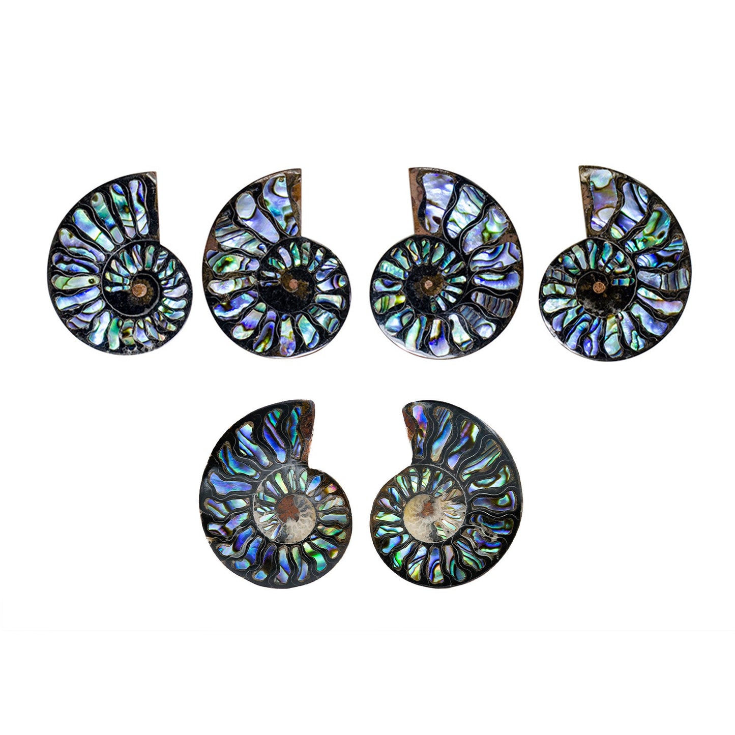Starborn Ammonite Half with Abalone Inlay Cabochon 45-48mm - 1 Piece