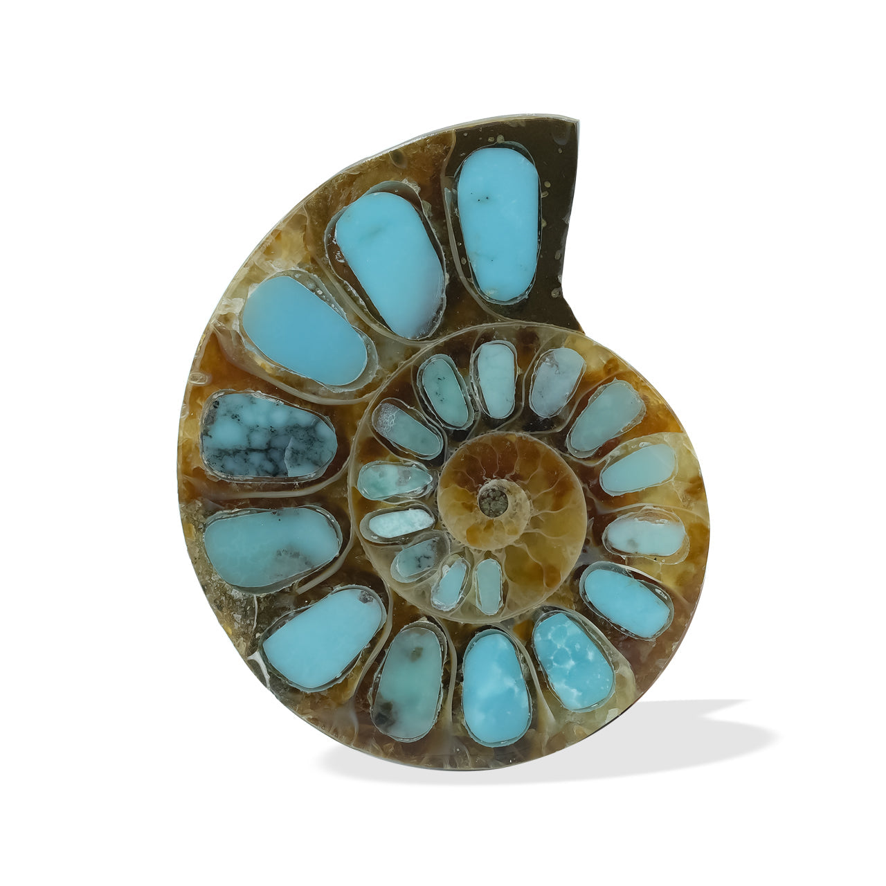 Starborn Ammonite with Turquoise Inlay Cabochon (26-28mm) - 1 Piece