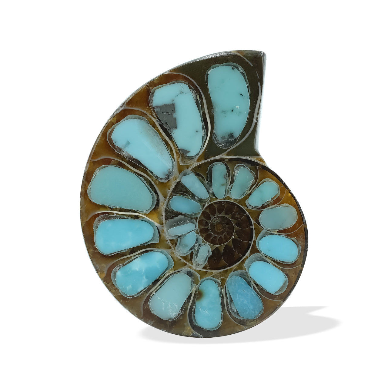 Starborn Ammonite with Turquoise Inlay Cabochon (26-28mm) - 1 Piece
