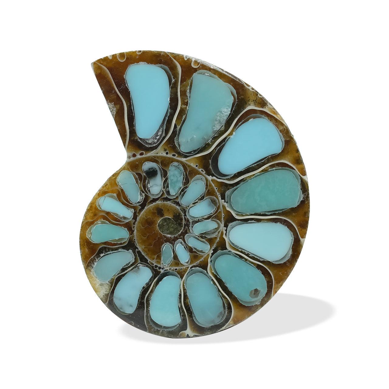 Starborn Ammonite with Turquoise Inlay Cabochon (26-28mm) - 1 Piece