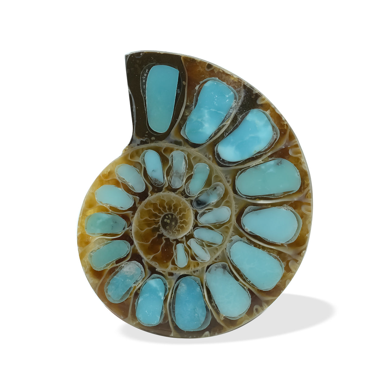 Starborn Ammonite with Turquoise Inlay Cabochon (26-28mm) - 1 Piece
