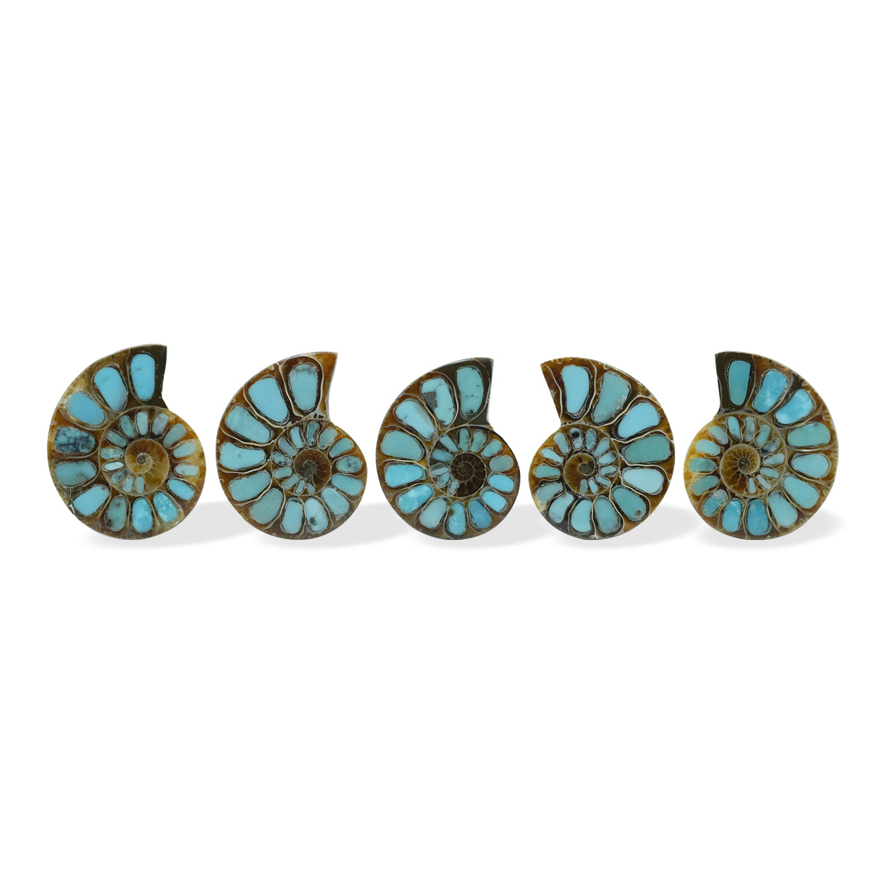 Starborn Ammonite with Turquoise Inlay Cabochon (26-28mm) - 1 Piece