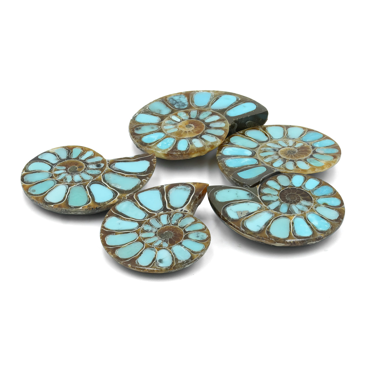 Starborn Ammonite with Turquoise Inlay Cabochon (26-28mm) - 1 Piece