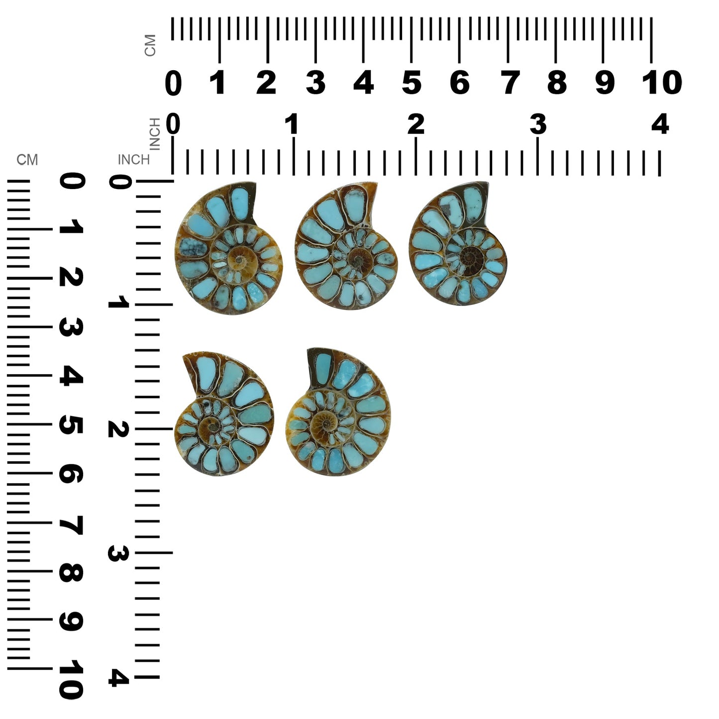 Starborn Ammonite with Turquoise Inlay Cabochon (26-28mm) - 1 Piece