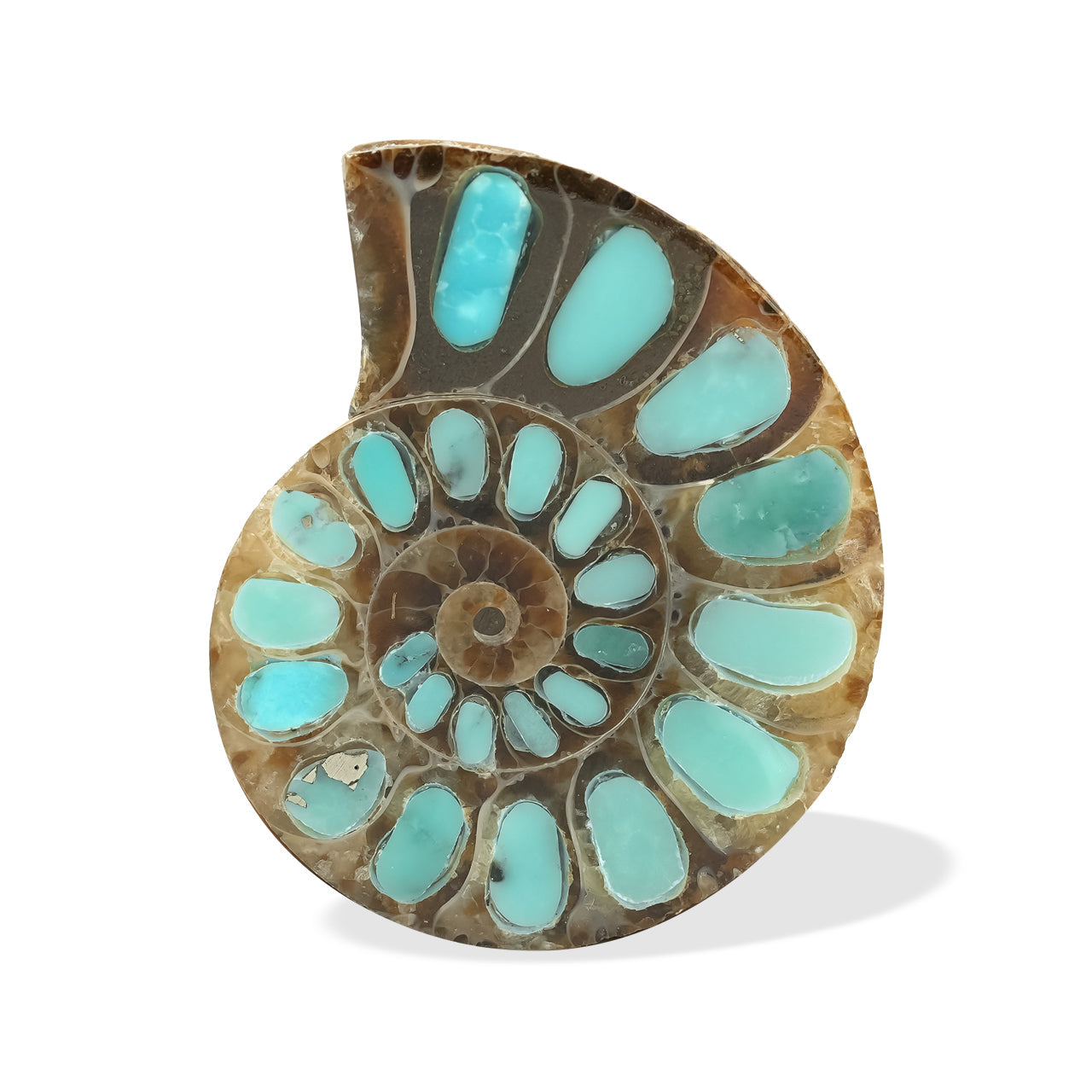 Starborn Ammonite with Turquoise Inlay Cabochon 29 - 30 mm, 1 Piece