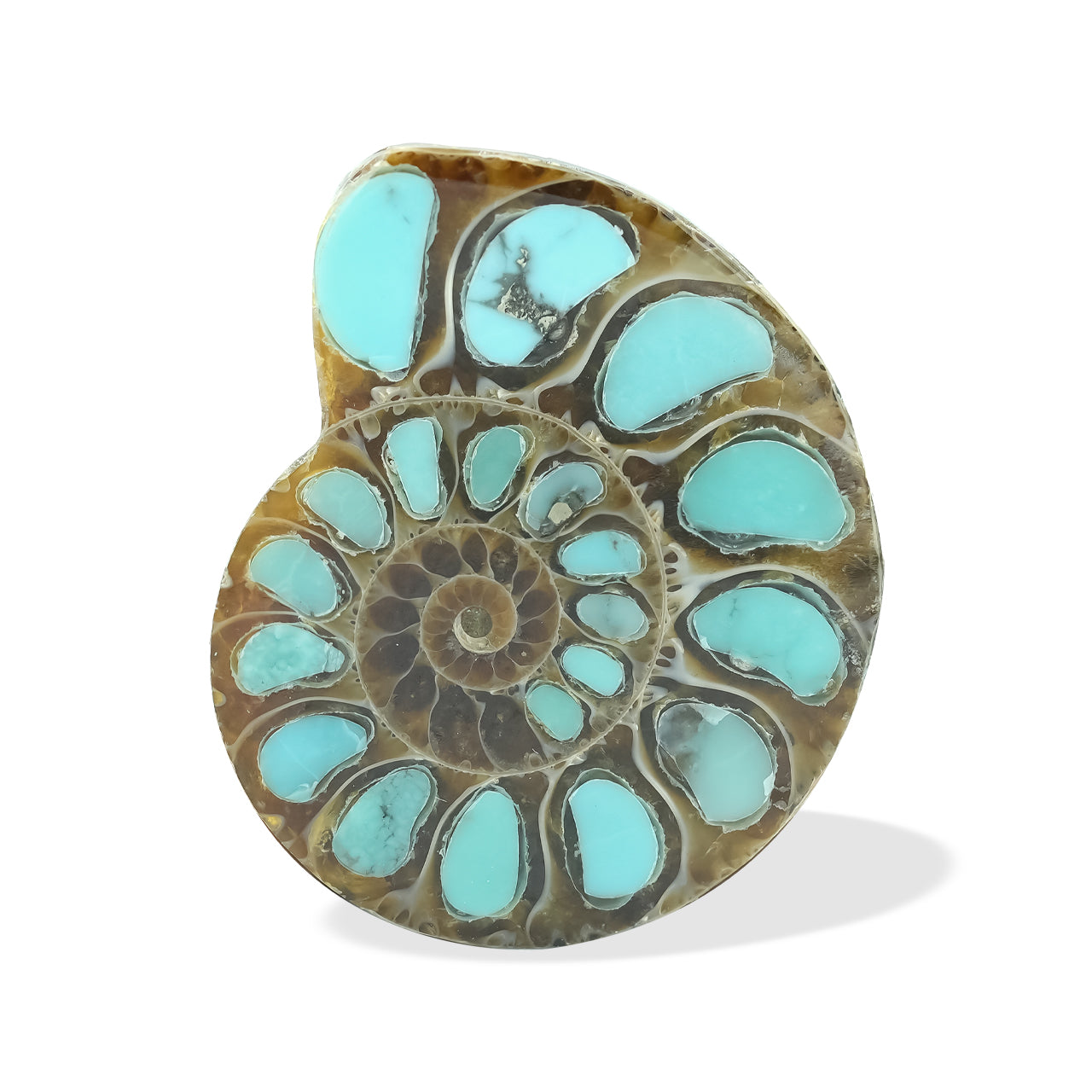 Starborn Ammonite with Turquoise Inlay Cabochon 29 - 30 mm, 1 Piece
