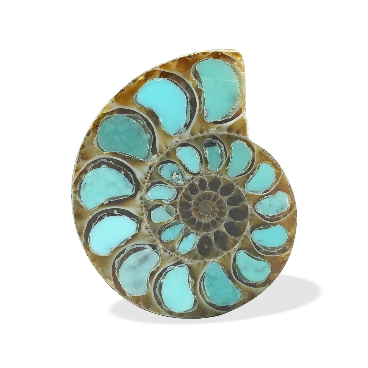 Starborn Ammonite with Turquoise Inlay Cabochon 29 - 30 mm, 1 Piece